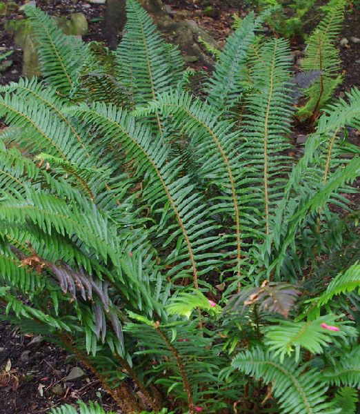 Polystichum munitum